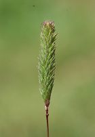 Fléole fausse fléole
