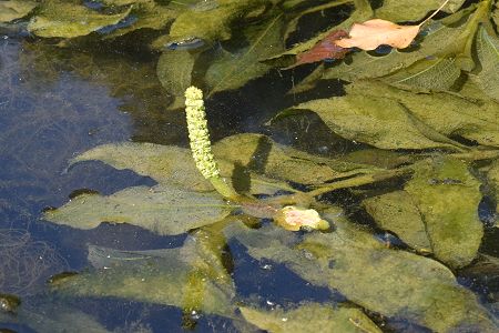 Tressandans (Doubs), 7 juillet 2017
