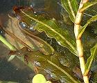 Potamot à feuilles ondulées