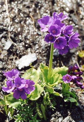 Col d'Abris (Hautes-Alpes), 13 juillet 2001