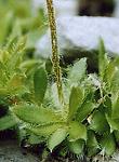 Androsace petit jasmin
