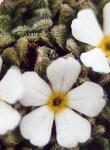 Androsace pubescente