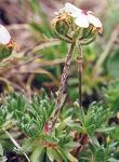 Androsace velue