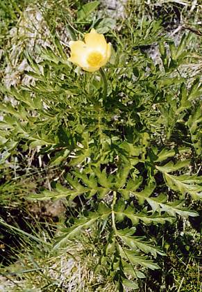 Bielerhöhe (Autriche), 8 juillet 2002