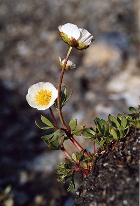 Vers le col Vieux (Hautes-Alpes), 8 juillet 2001