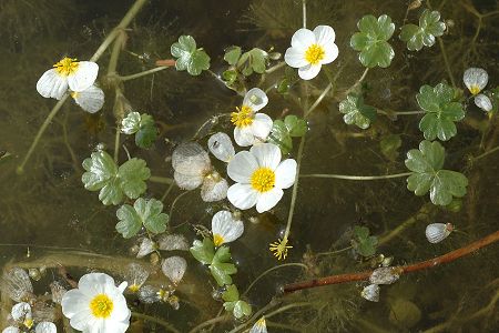 Etang de Romanèche (Ain), 5 mai 2008