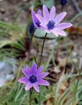 Anémone des fleuristes