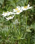 Anémone à fleurs de narcisse