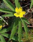 Anémone jaune