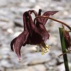Ancolie noirtre
