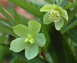 Hellbore vert