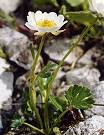 Renoncule des Alpes