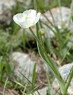Renoncule de Kuepfer