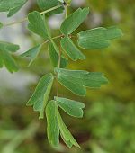 Pigamon  feuille d'ancolie