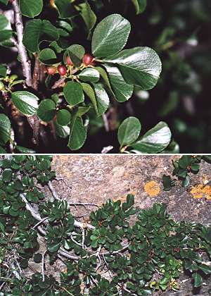 Le Roux, Queyras (Hautes-Alpes), 11 juillet 2001