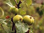Pommier sauvage
