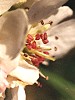 Pyrus spinosa