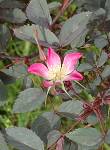 Rosier glauque