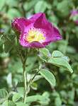 Rosier de France