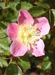 Rosier de Serafini