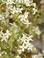 Caille-lait blanc