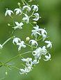 Caille-lait