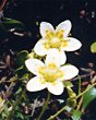 Saxifrage rude