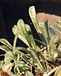 Saxifrage en languette