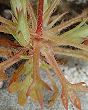 Saxifrage  continentale