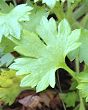Saxifrage  faux géranium