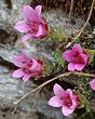 Saxifrage à feuilles opposées
