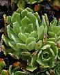 Saxifrage panicul&233;e