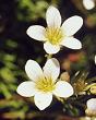 Saxifrage de Prost
