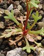 Saxifrage à trois doigts