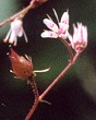 Saxifrage des lieux ombragés