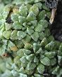 Saxifrage de Vaud
