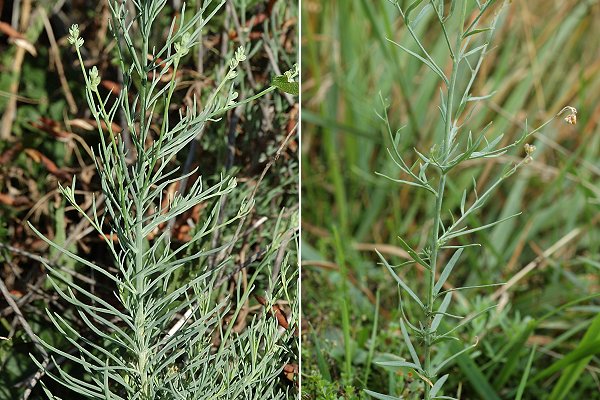 Laragne-Montglin (Hautes-Alpes), 21 aot 2004 / Massif du Meygal (Haute-Loire), 23 aot 2007