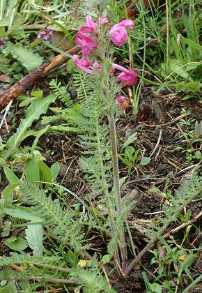 Bessans (Savoie), 29 juillet 2014
