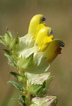 Peyragude (Haute-Garonne), 11 août 2009