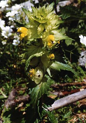 Vallon d'Ambin (Savoie), 16 juillet 1992