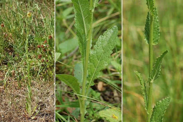 Trémoins (Haute-Saône), 6 juin 2015 / Blussangeaux (Doubs), 6 juin 2007
