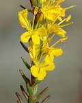 Odontitès jaune