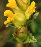 Petit rhinanthe
