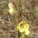 Herbe aux mites