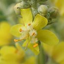 Molène lychnitis