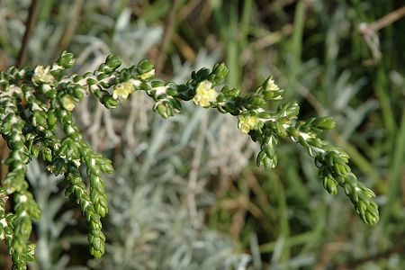 Cruciata (Corse), 15 avril 2005