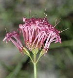 Centranthe à feuilles étroites