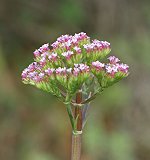 Centranthe chausse-trappe