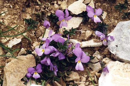 Mont Ventoux (Vaucluse), 25 mai 1996