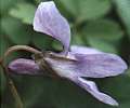 Violette des bois